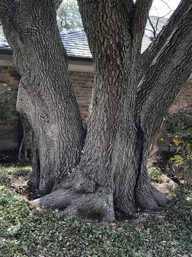 Mature heritage tree close to a Richgrove property cared for by certified arborists